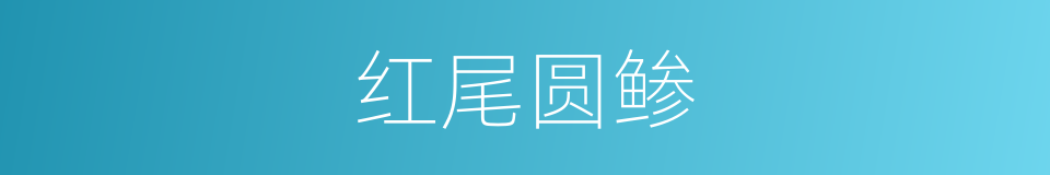 红尾圆鲹的同义词
