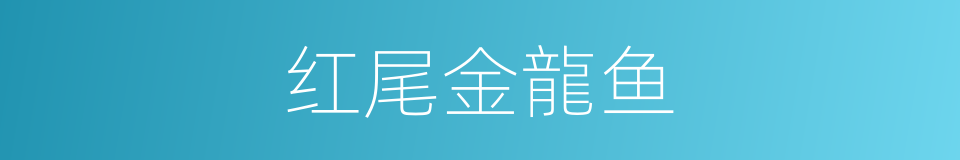 红尾金龍鱼的同義詞