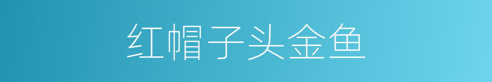 红帽子头金鱼的同义词