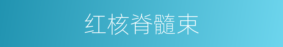 红核脊髓束的同義詞