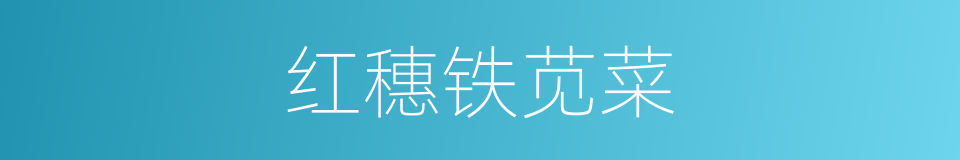 红穗铁苋菜的同义词