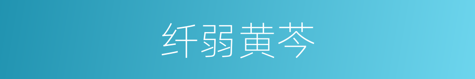 纤弱黄芩的同义词