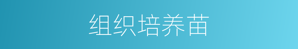 组织培养苗的同义词