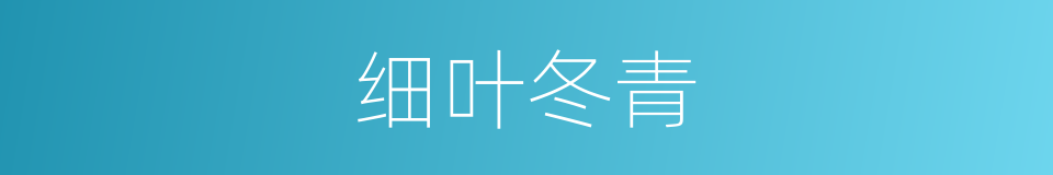 细叶冬青的同义词