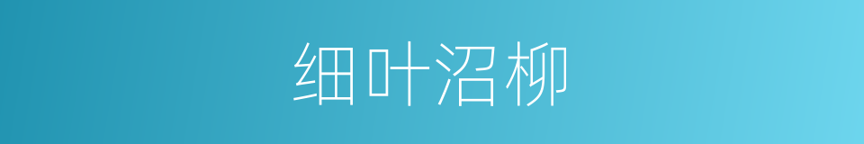 细叶沼柳的同义词