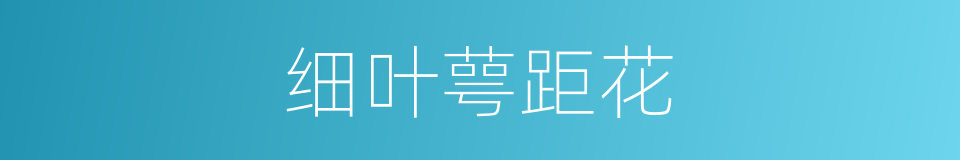细叶萼距花的同义词