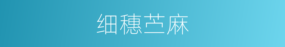细穗苎麻的同义词