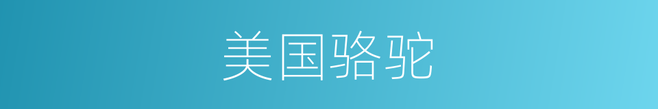 美国骆驼的同义词