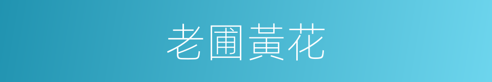老圃黃花的同義詞