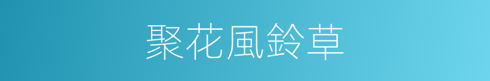 聚花風鈴草的同義詞