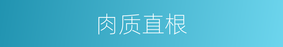 肉质直根的同义词