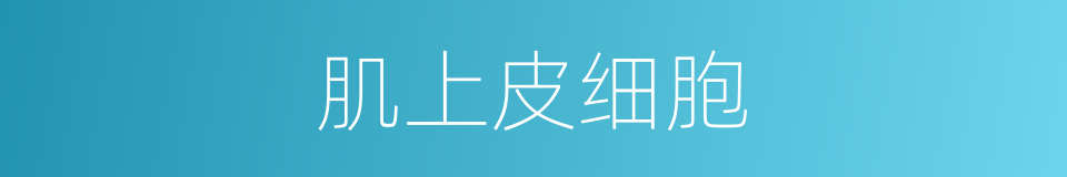 肌上皮细胞的同义词