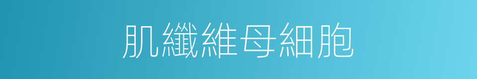 肌纖維母細胞的同義詞