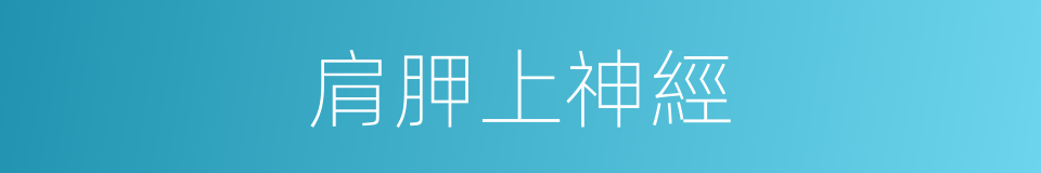 肩胛上神經的同義詞