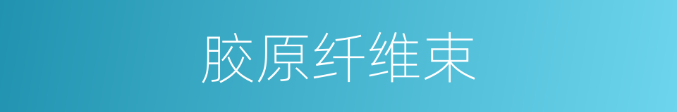 胶原纤维束的同义词