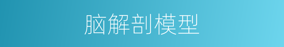 脑解剖模型的同义词
