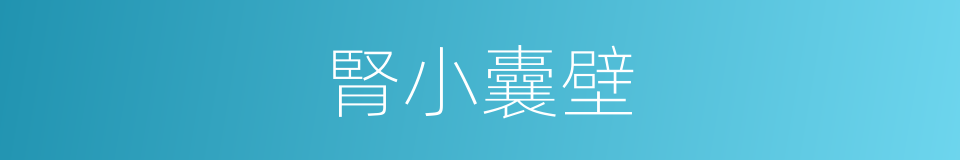 腎小囊壁的同義詞