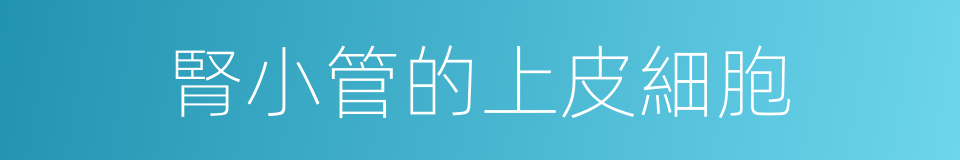 腎小管的上皮細胞的同義詞