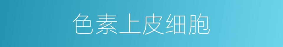 色素上皮细胞的同义词