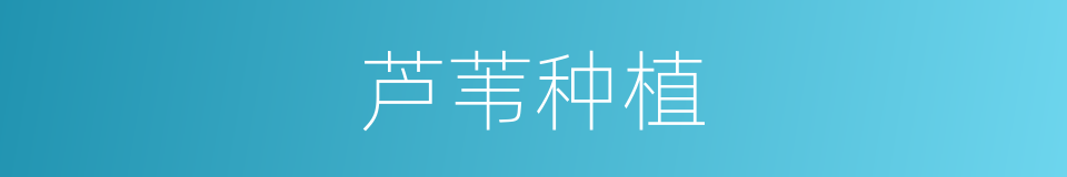 芦苇种植的同义词