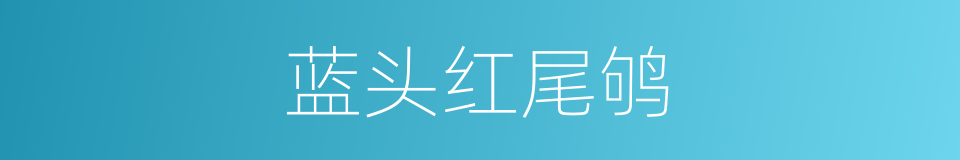 蓝头红尾鸲的同义词