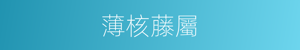 薄核藤屬的同義詞