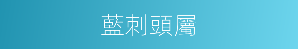 藍刺頭屬的同義詞