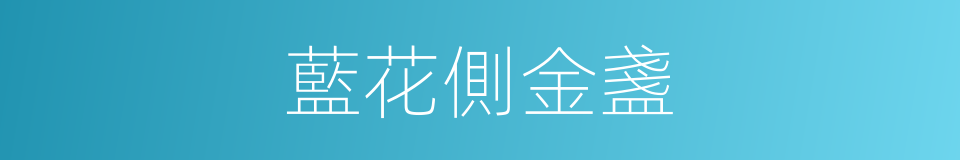 藍花側金盞的同義詞
