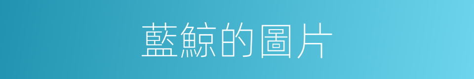 藍鯨的圖片的同義詞