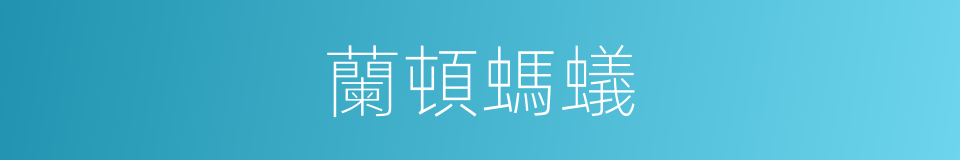 蘭頓螞蟻的同義詞