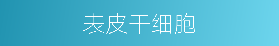 表皮干细胞的同义词