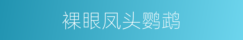裸眼凤头鹦鹉的同义词
