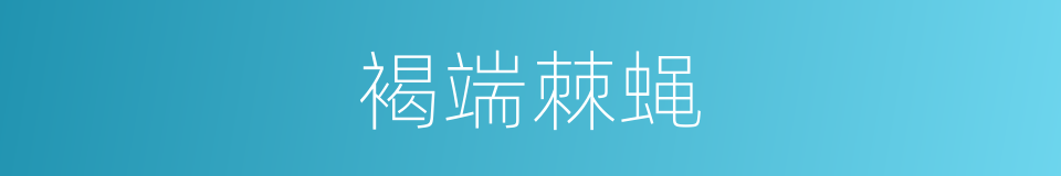 褐端棘蝇的同义词