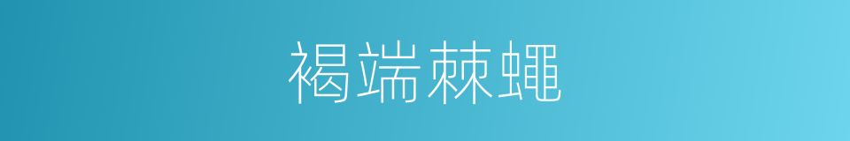 褐端棘蠅的同義詞