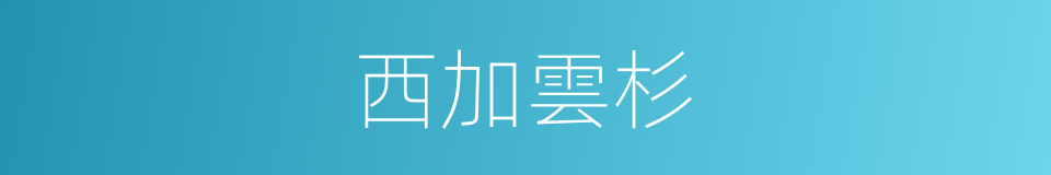 西加雲杉的同義詞