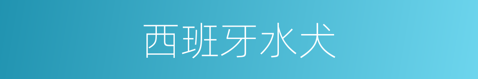 西班牙水犬的同义词