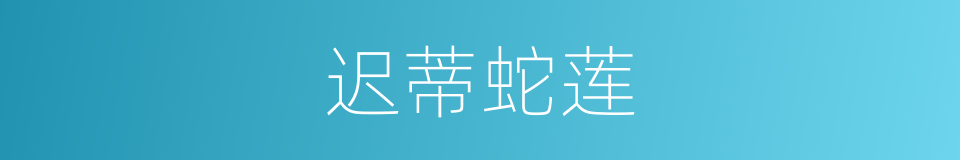 迟蒂蛇莲的同义词