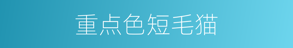 重点色短毛猫的同义词