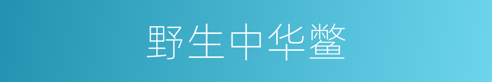 野生中华鳖的同义词