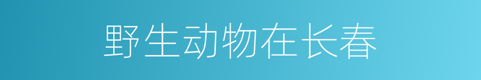 野生动物在长春的意思