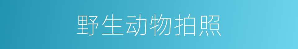 野生动物拍照的同义词