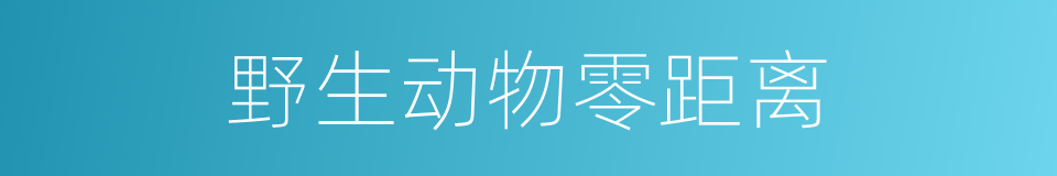 野生动物零距离的同义词