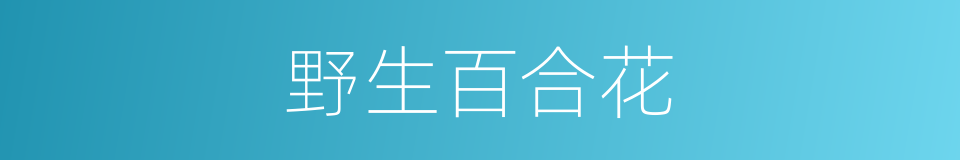 野生百合花的同义词