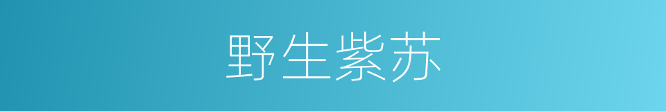 野生紫苏的同义词