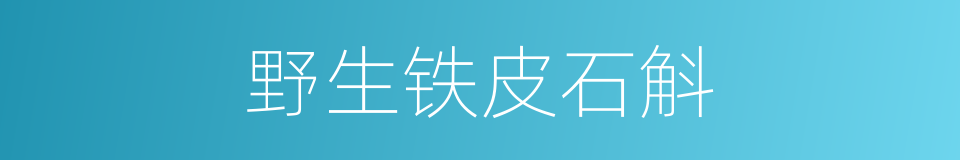 野生铁皮石斛的同义词