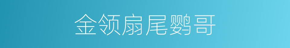 金领扇尾鹦哥的同义词