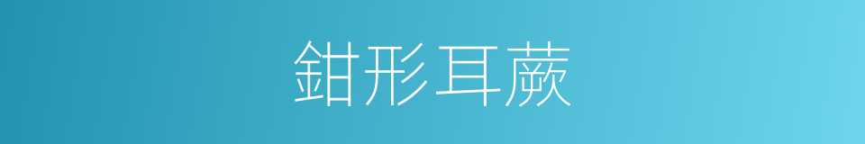 鉗形耳蕨的同義詞