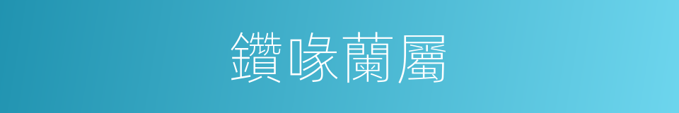 鑽喙蘭屬的同義詞