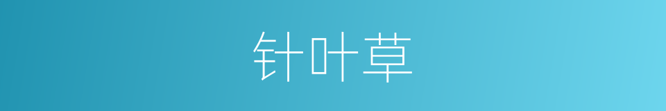 针叶草的同义词