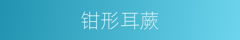 钳形耳蕨的同义词